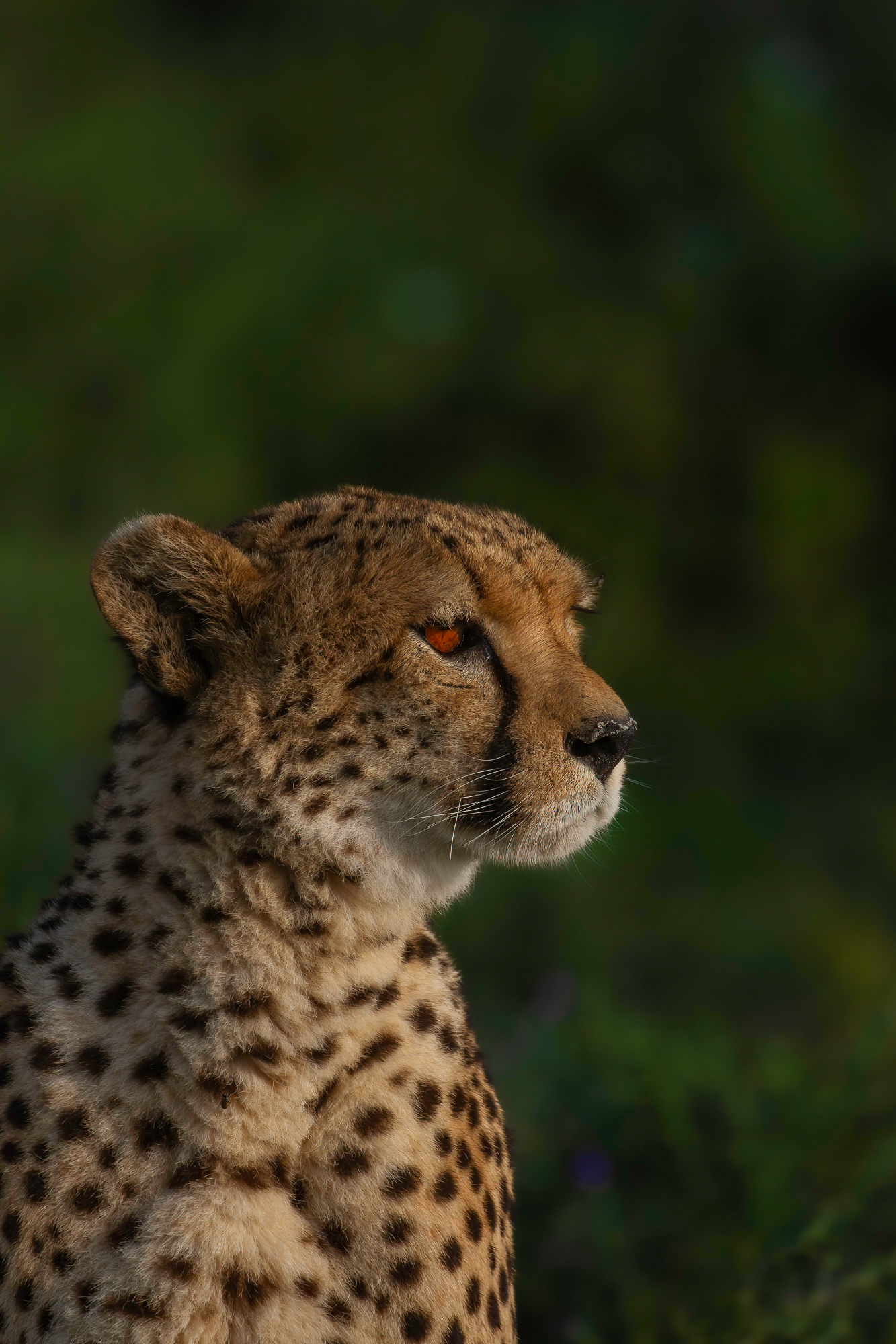 Safari & Wildlife Excursions